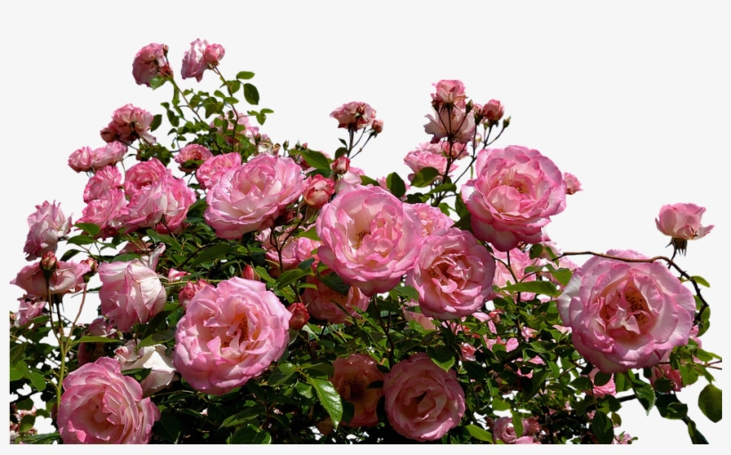 We Instantly Consider A Broken Relationship And We Pink Rose Bush Transparent 960x565 Png Download Pngkit