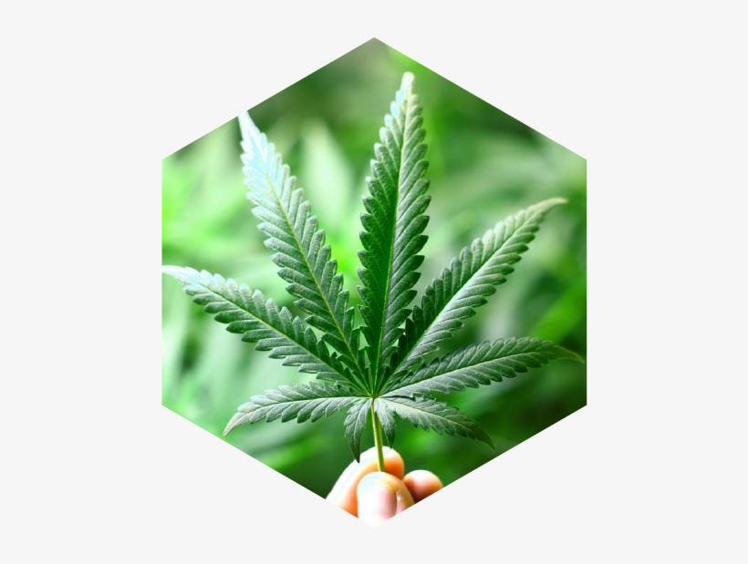 Why Would Hemp Be Grown For Cannabidiol (cbd) - Real Cannabis Leaf, transparent png