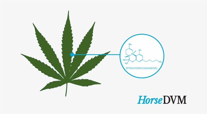 Hemp - Love Cannabis, transparent png