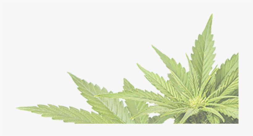 Call Or Email For Pricing 970 541 0448 Sales@treefreehemp - Cannabis Png, transparent png