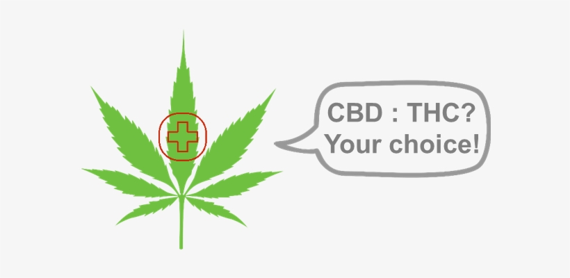 Customize Your Own Hemp Variety With Phytowelt - Pot Leaf, transparent png