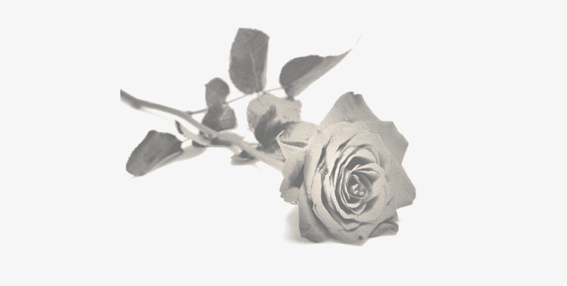How To Help Others Through The Grief - Rose With Stem And Thorns, transparent png