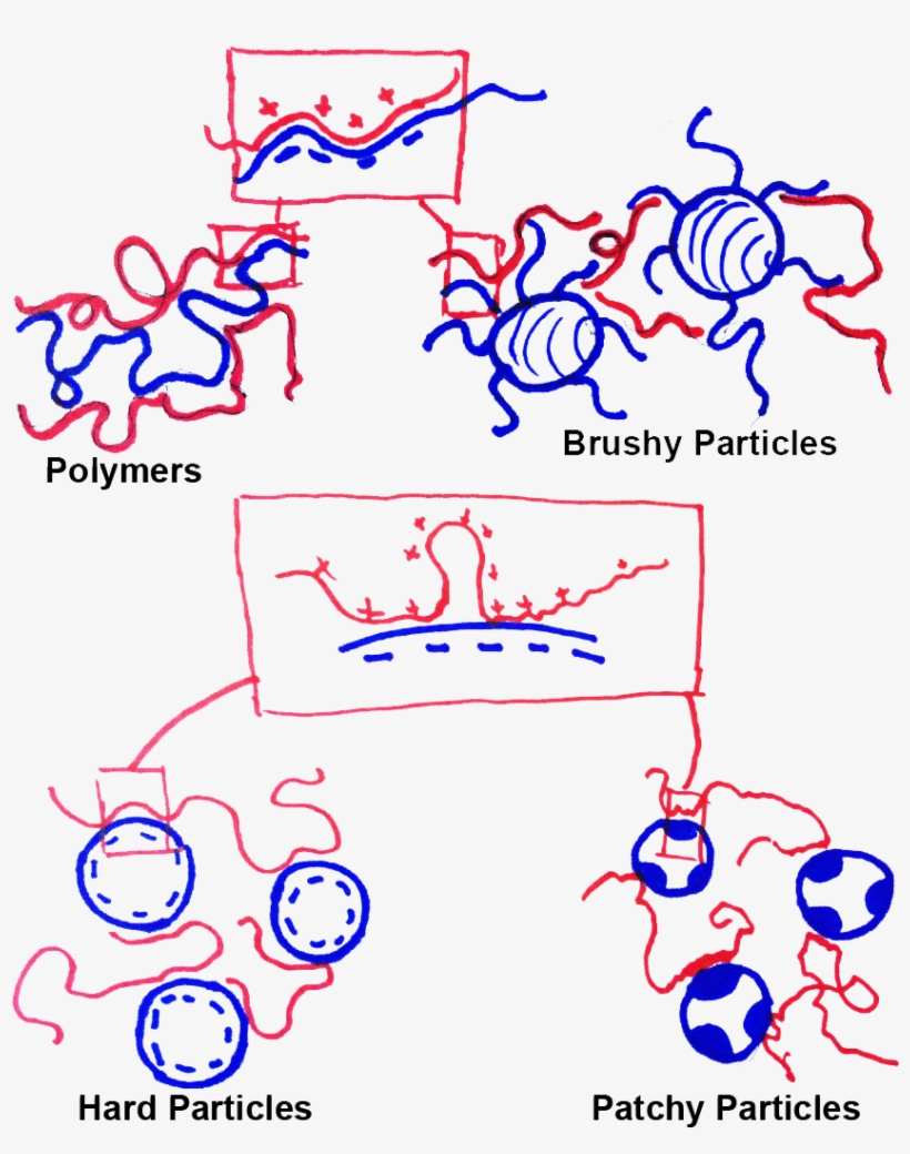 Possible New Coacervates With Solid Particles - Amherst, transparent png
