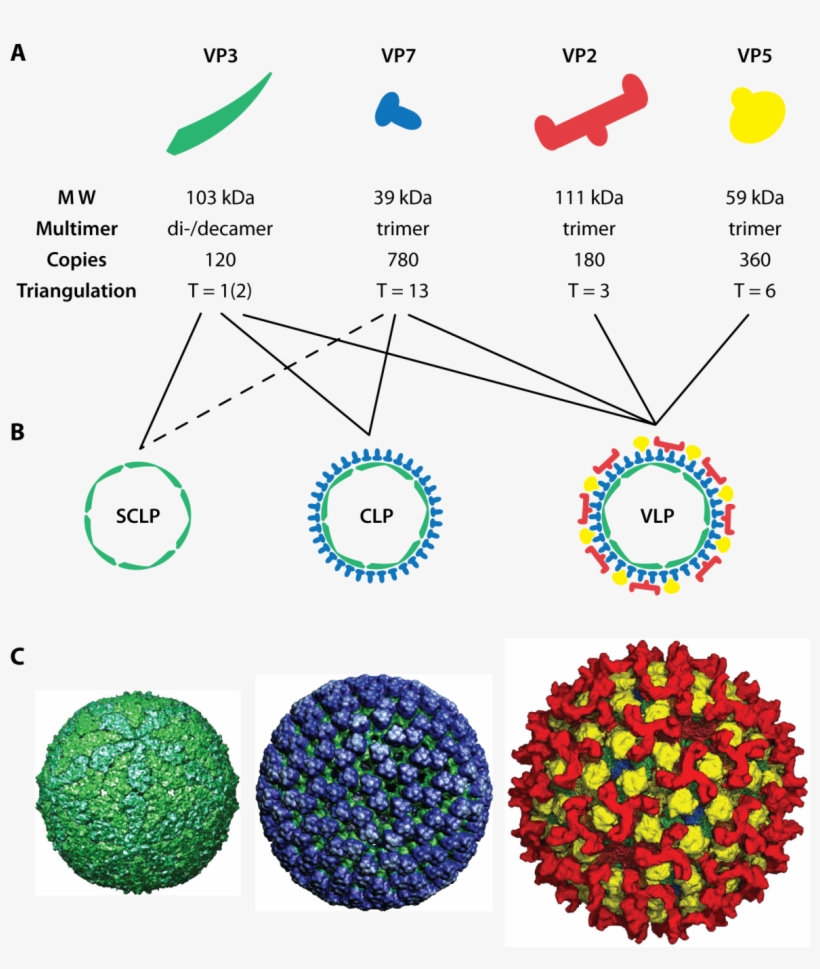 Assembly Of Blue Tongue Virus Like Particles, transparent png