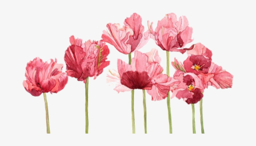 Profile Cover Photo - Tulip Watercolor, transparent png