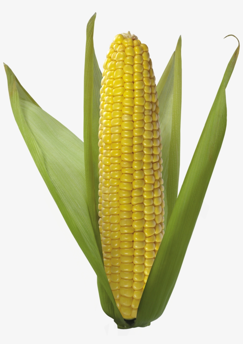 Corn Png Image, transparent png