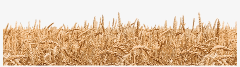Collection Of Wheat - Khorasan Wheat, transparent png