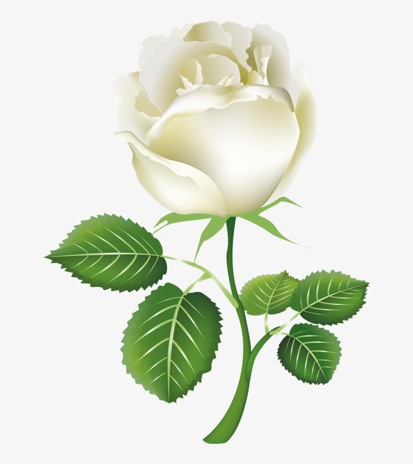 White Roses Png Image - White Rose Png, transparent png