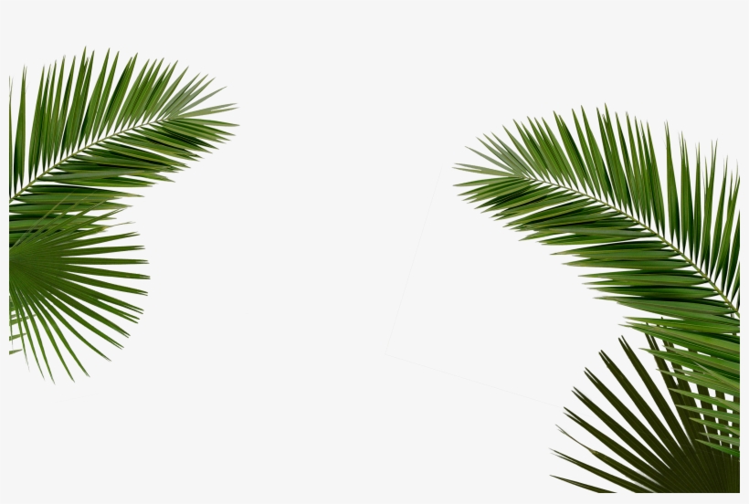 Party - Laugh - - Palm Leaf Black & White Ii Metal Print By Orara, transparent png