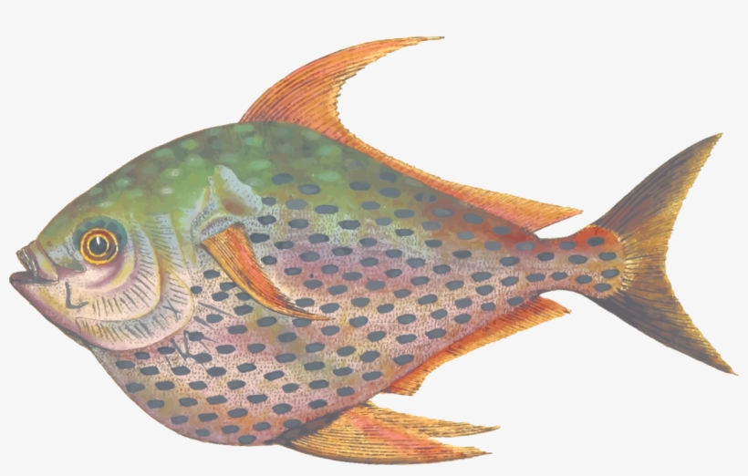 Coral Reef Fish Grouper Seafood Coral Trout - Clip Art, transparent png