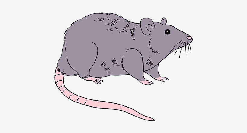 How To Draw A Rat - Drawing, transparent png