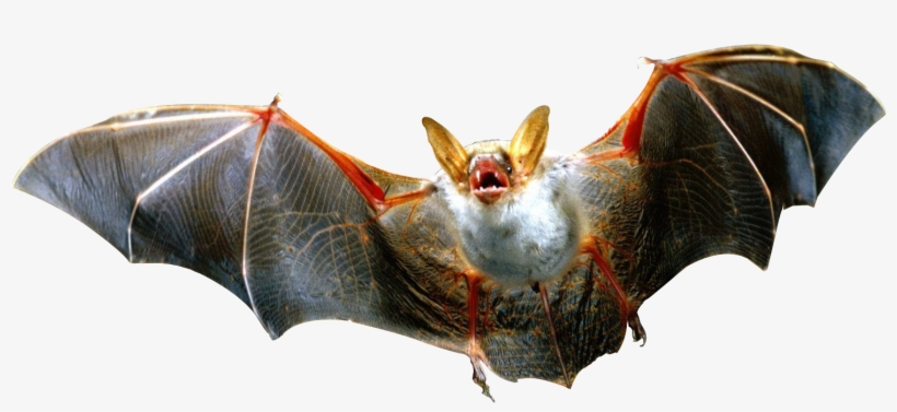 Real Bats Transparent - Brainlet no brain activity template. - pic-stache