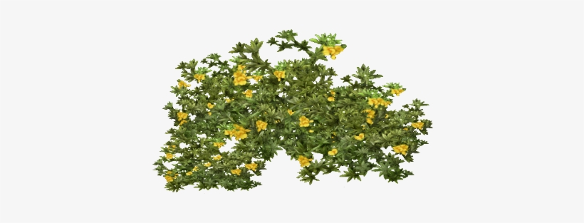 Tree Bush Png Image - Creosote Bush, transparent png