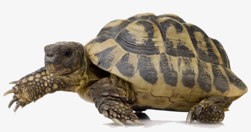 Turtle Png - Timberline Fisheries Timberline Reptile Salad - 40g, transparent png