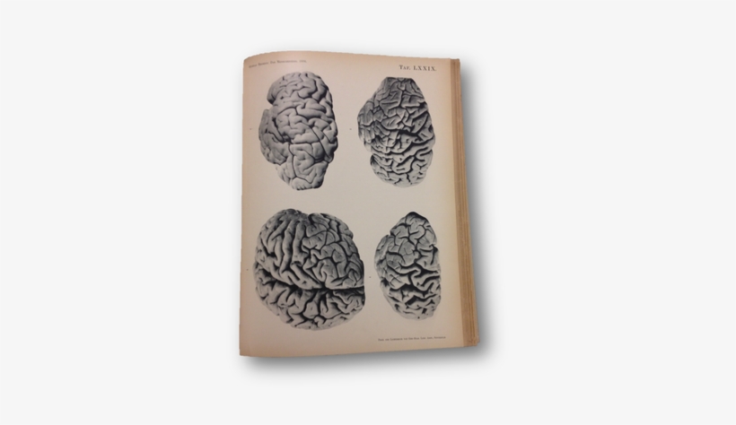 Image Library Library Anatomy S Photography Objectivity - Peony, transparent png