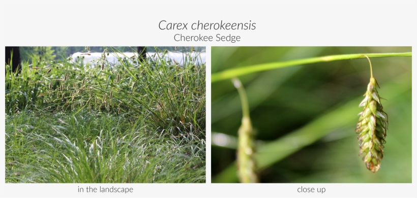 Click Here To See Our Full Carex Collection And Here - Sedges, transparent png