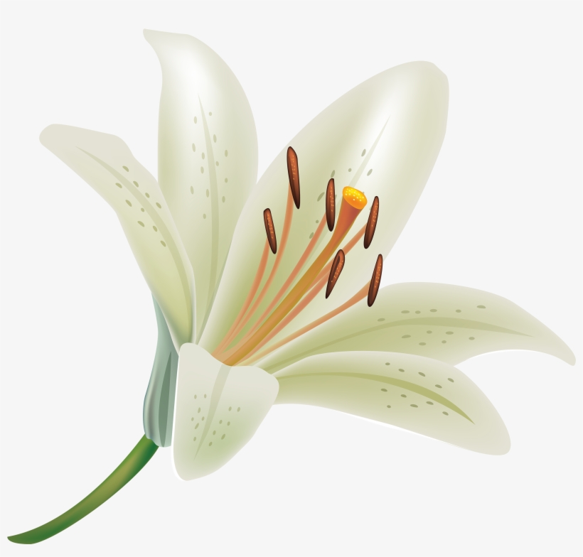 Pin By Webster On - Lily Clipart, transparent png