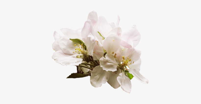 Spring Pictures Apple Blossom Png - Cherry Blossom, transparent png