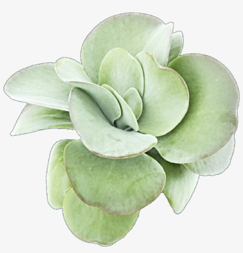 Succulent Png Image Transparent Library - Succulent Png, transparent png