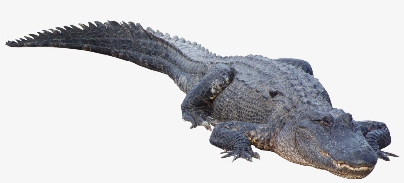 Crocodile Png - Alligator Png, transparent png