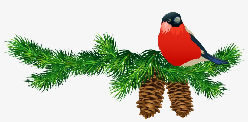 Christmas Tree Branch Png Download - Pine Branches Clip Art, transparent png