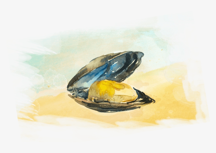 Oyster Drawing Watercolor - Mussel, transparent png