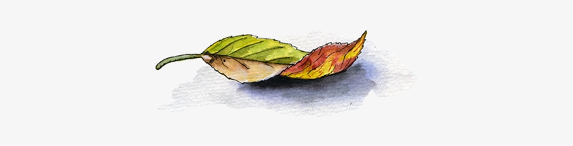 A Few Days Ago, I Read A Story In The Newspaper About - Watercolor Paint, transparent png