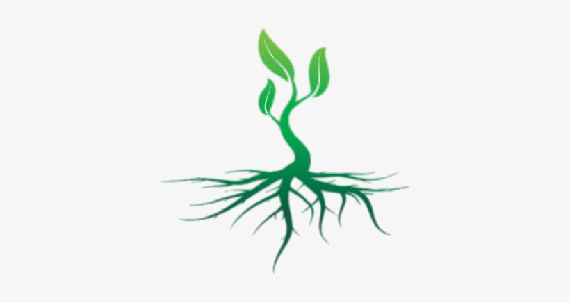 Roots Colour Illustration - Roots Of A Plant, transparent png
