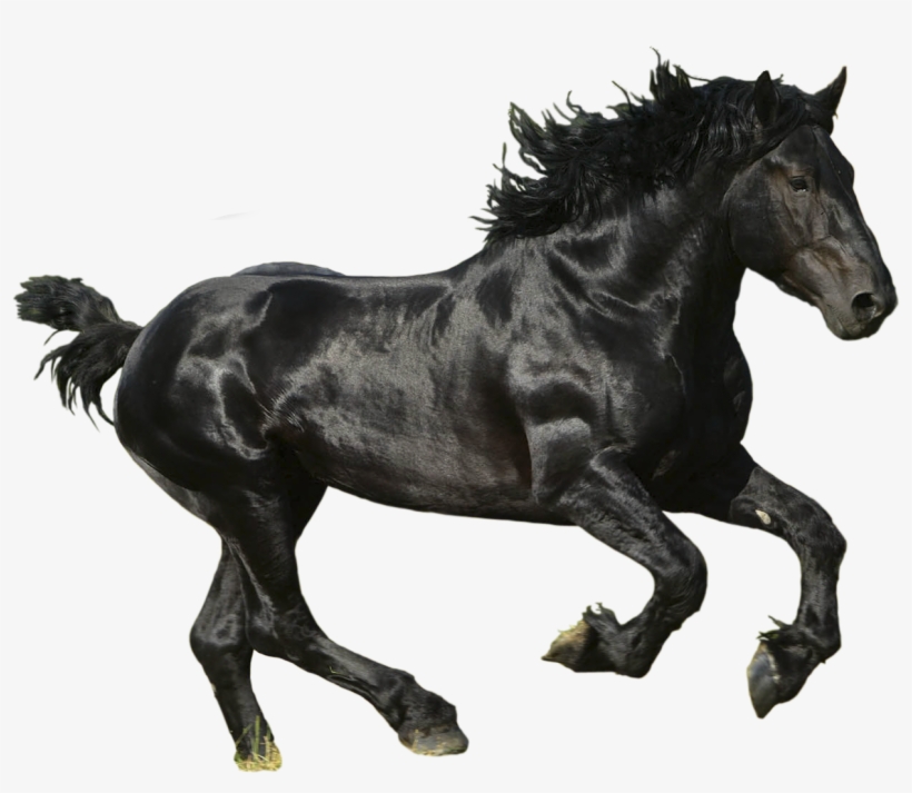 Download Png Image Report - Black Horse Transparent Background, transparent png