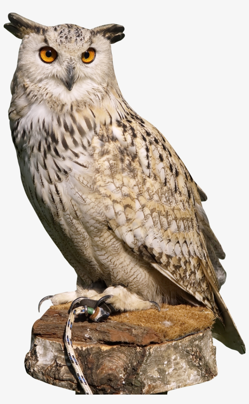 Eagle Owl Png Transparent Image - Owl Png, transparent png
