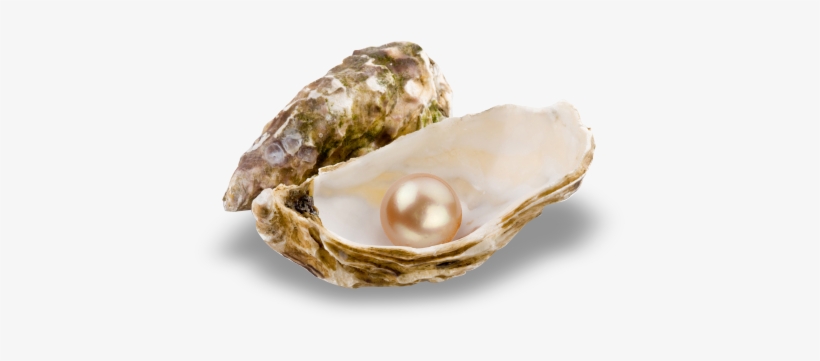 Pearl-stringing - Oyster With Pearl Png, transparent png