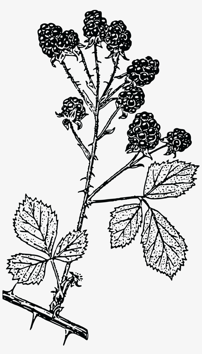 , , - Blackberry Branch Drawing, transparent png