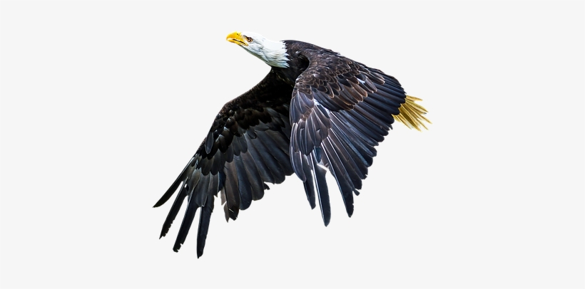 Animal,bird,adler,animal World,wing,nature,bald Eagle, - Animal, transparent png