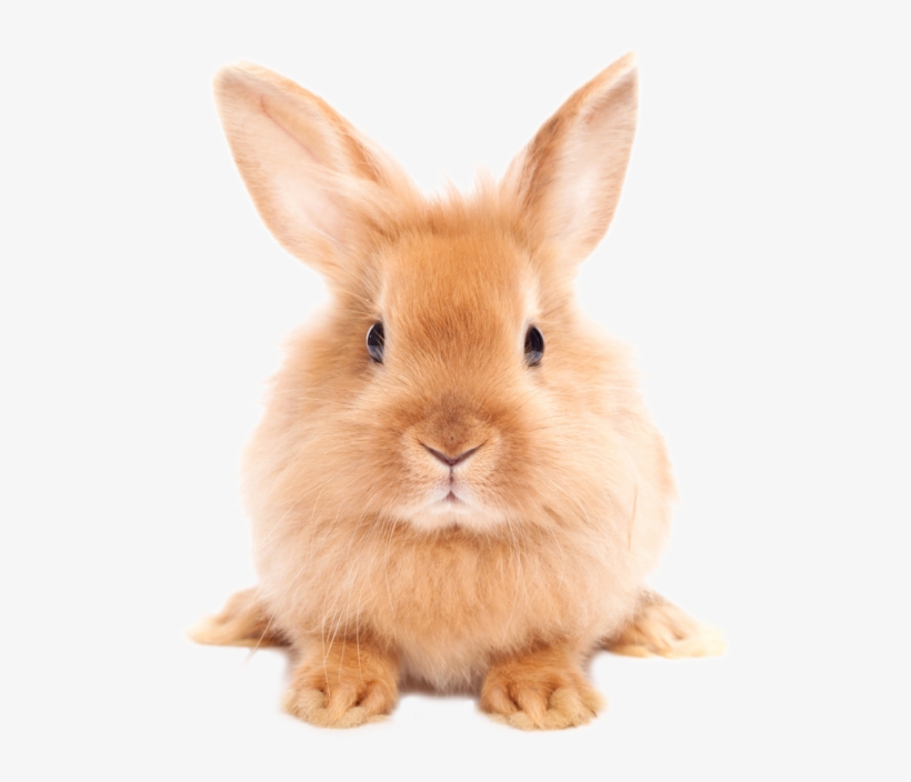 Full - Rabbit Png, transparent png