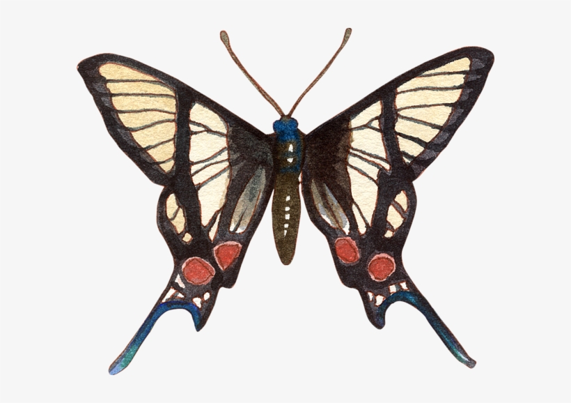 Bleed Area May Not Be Visible - Botanical Illustration, transparent png