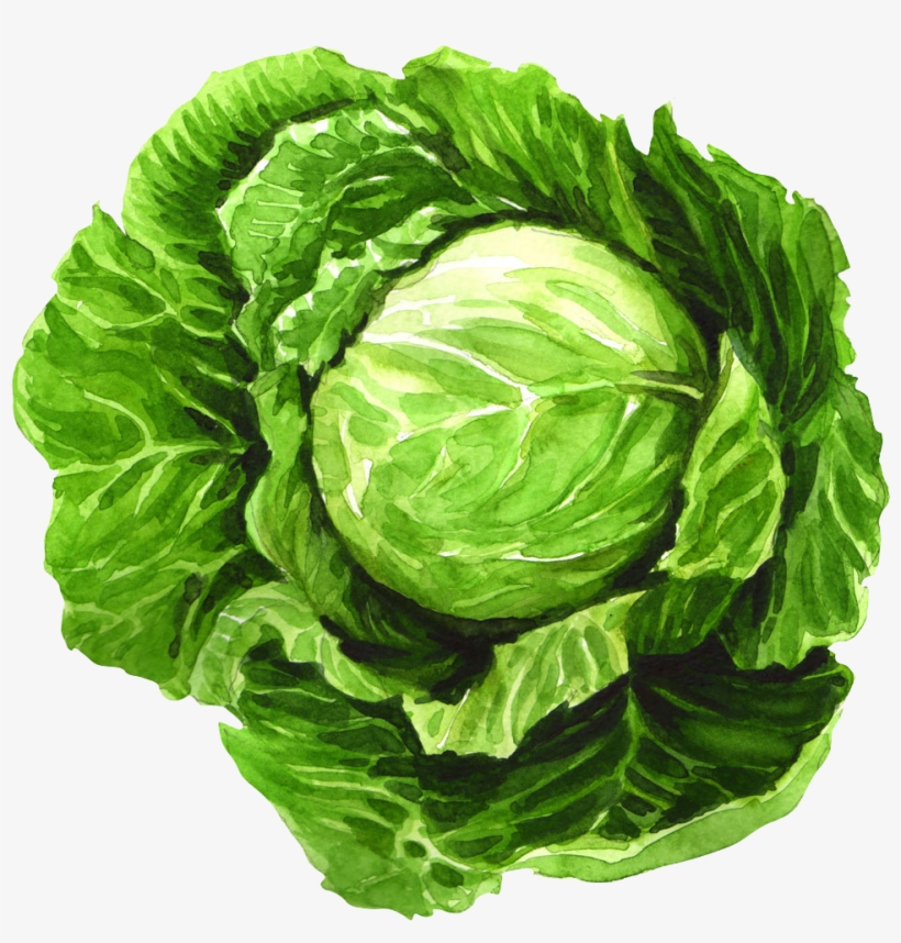 Cabbage Watercolor Painting Leaf Vegetable Illustration - Painting Of Cabbage, transparent png
