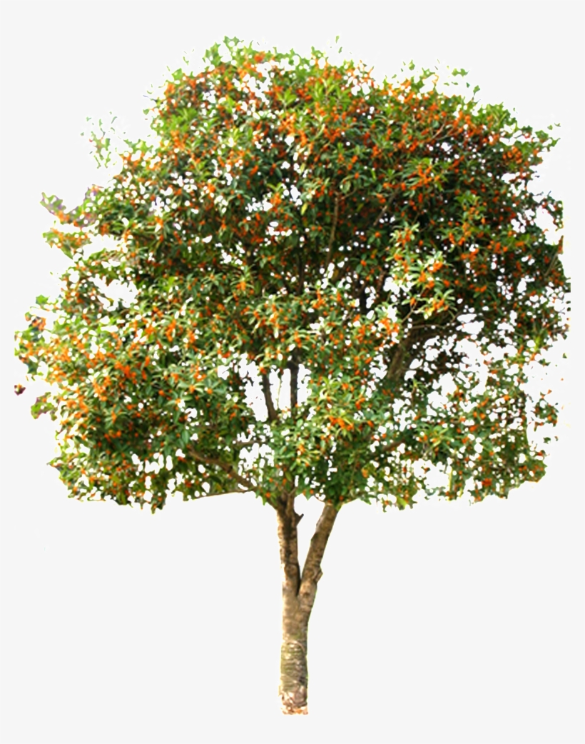 This Graphics Is Beautiful Hd Spring Tree Vector About - Tree, transparent png
