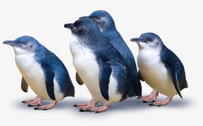 Blue Penguin Png Clip Art Black And White Download - Blue Penguins Dunedin, transparent png