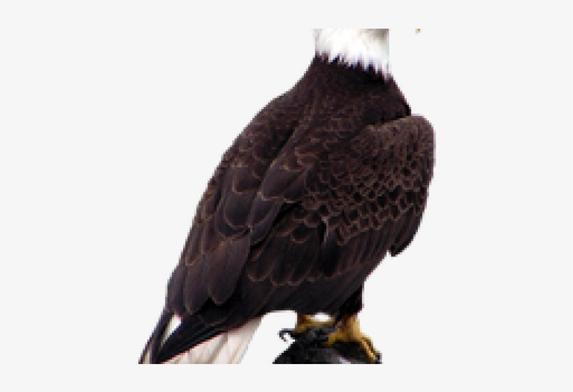 Bald Eagle Png Transparent Images - Bald Eagle, transparent png
