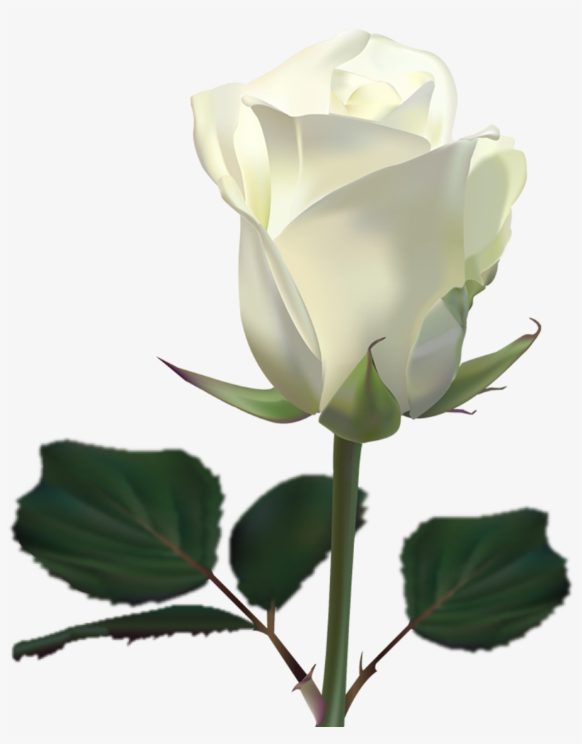 Go To Image - White Rose Wallpaper Png, transparent png