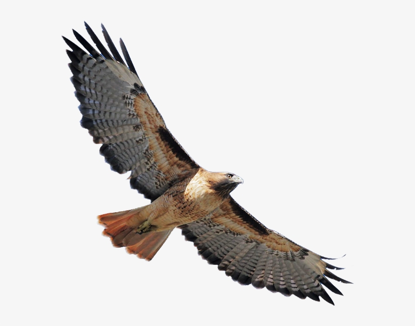 Red Shouldered Hawk Png Banner Stock - Red Tailed Hawk Transparent, transparent png