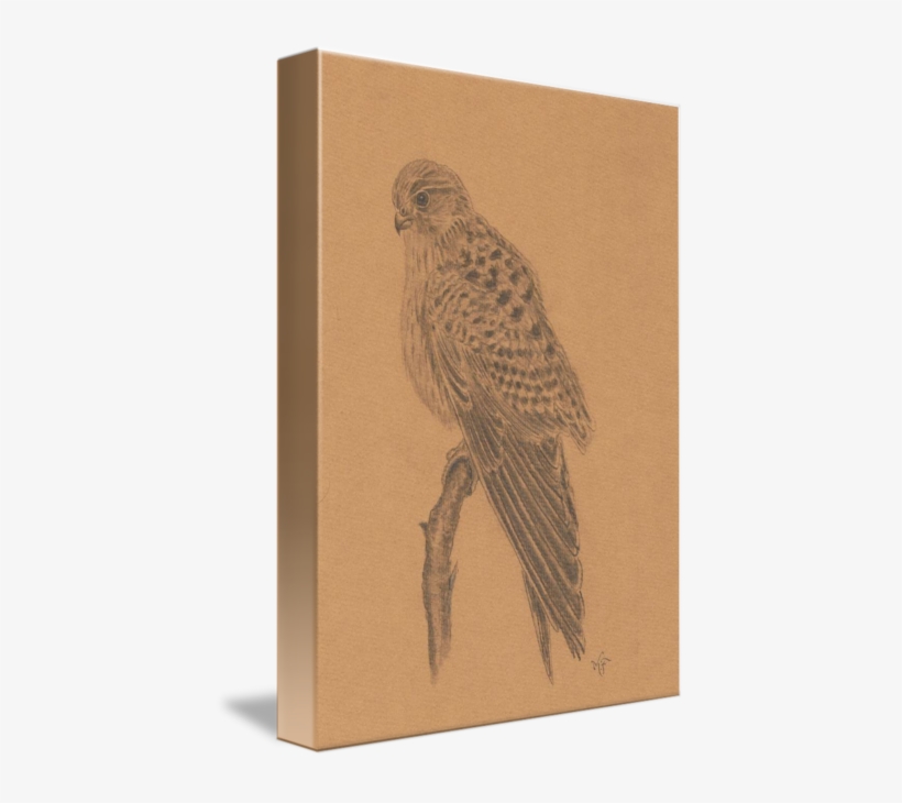European Kestrel - Hawk, transparent png