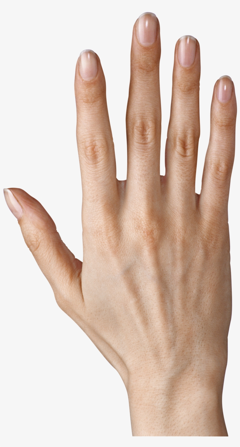 Hand Showing Five Fingers Png Clipart Image - Png Hand, transparent png
