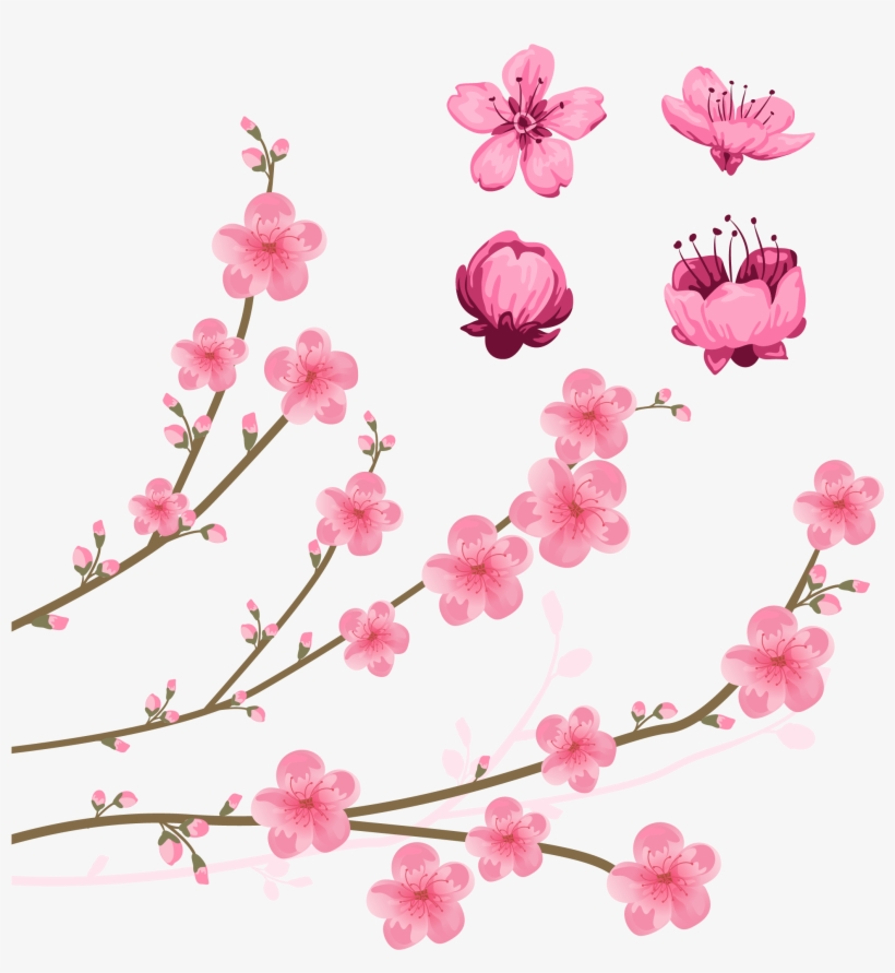 Cherry Blossom Drawing Illustration - Clip Art Cherry Blossoms, transparent png