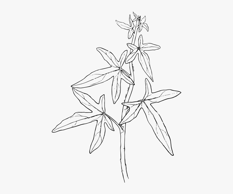 Free Vector Outline Ivy Plant Clip Art - Plant Outline, transparent png