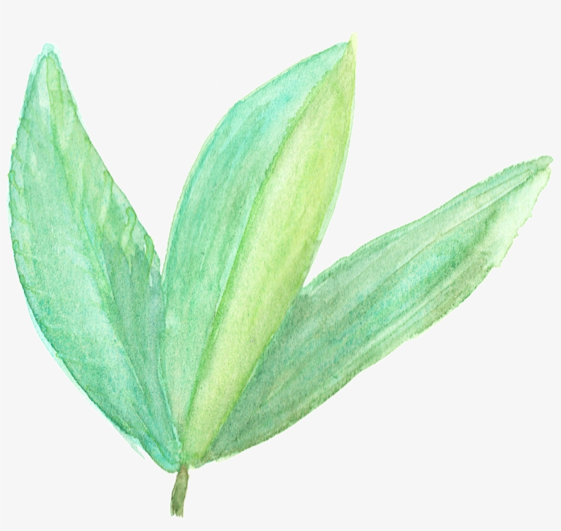 Hand Painted Three Leaves Branches Transparent - Agave, transparent png