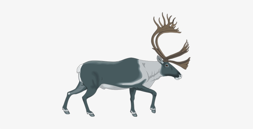 Reindeer Gray White Color Walking Moose An - Caribou Clipart Png, transparent png