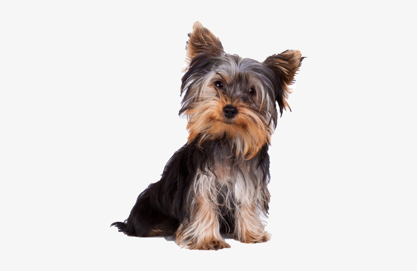 yorkshire terrier collars