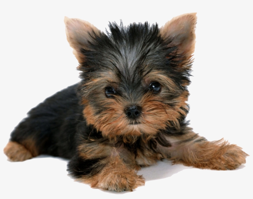 Vector Freeuse Download Yorkshire Terrier Puppy Desktop - Yorkshire Terrier Puppy, transparent png