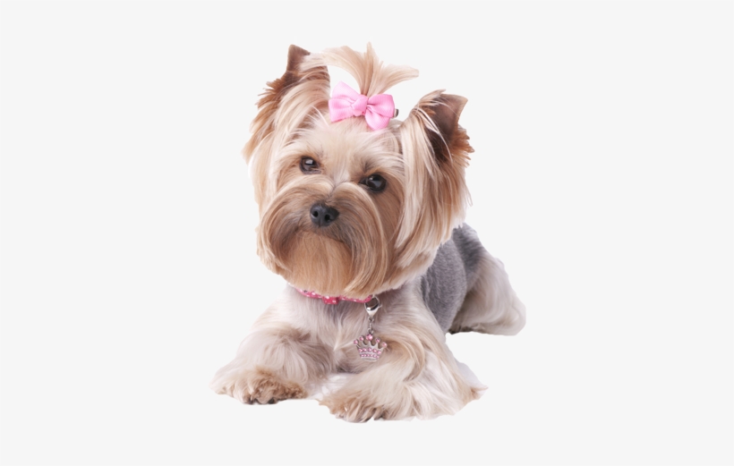 Yorkie - Png Yorkie, transparent png